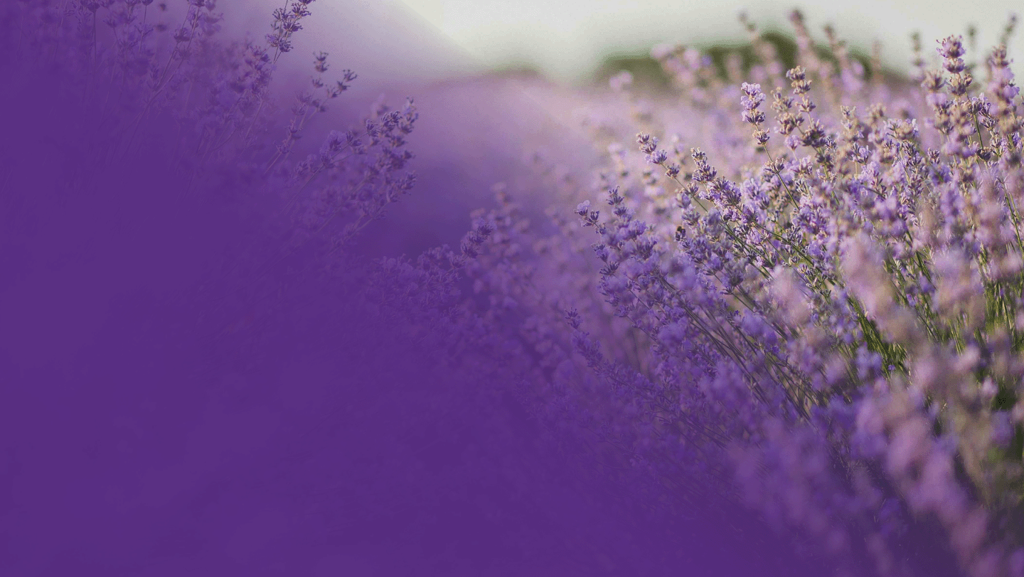 auction-26-header